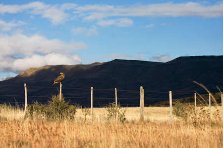 Southern Caracara, Crested Caracara, Caracara plancus