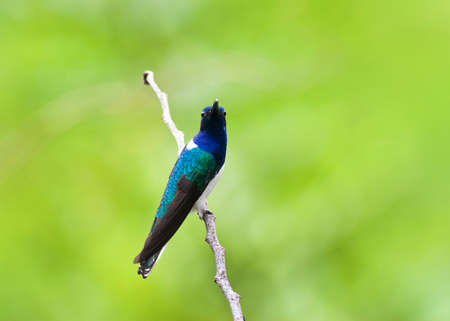 White-necked Hummingbird, White-necked Jacobin, White-necked Jacobinの写真素材