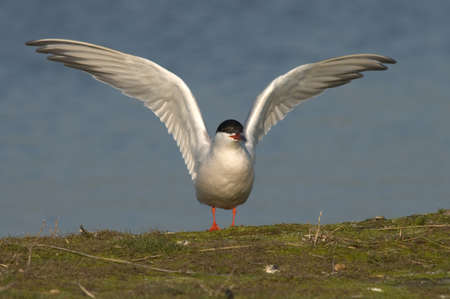 Common Tern adult standing with wings raised; Common tern adult standing with raised wings