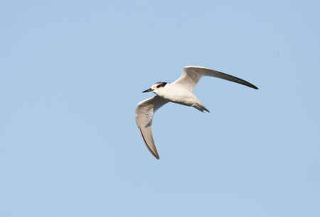 Immature Little Tern in flight; Immature Little Tern (Sternula albifrons) in flight
