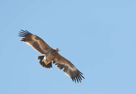 Steppe Eagle (Aquila nipalensis) in flight over Asian garbage dump. Showing darker head against...