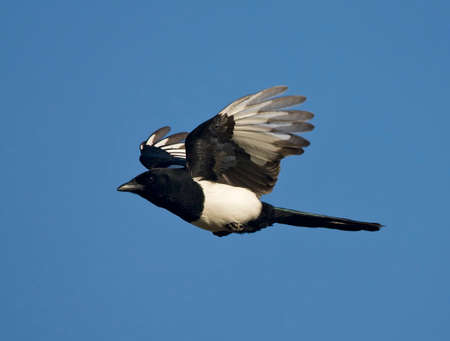 Magpie in flight; Eurasian Magpie in flightの写真素材