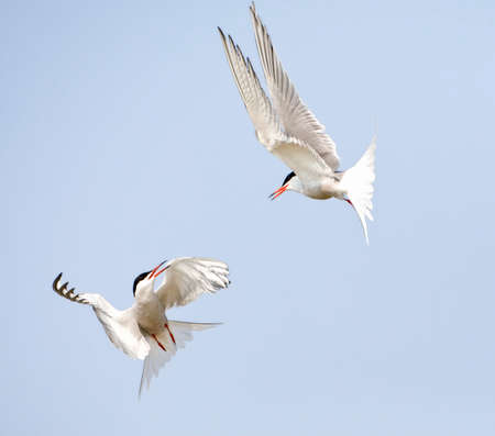 Fighting Common Tigers; Fighting Common Ternsの写真素材