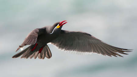 Inca Tern, Larosterna inca, in flight near Lima in Peru.