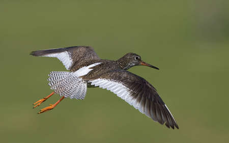 Common Redshank flying; Redshank flying