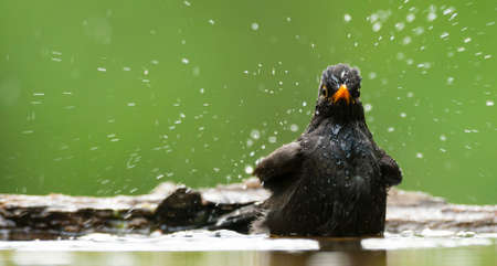 Blackbird male bathing in drinking pond, Eurasian Blackbird male bathing in drinking poolの写真素材