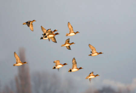Large group of wintering Wigeons; Large flock or wintering Eurasian Wigeonsの写真素材