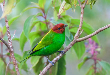 Beautiful Bay-headed Tanager (Tangara gyrola) perched in fruiting tree in Colombia.の写真素材