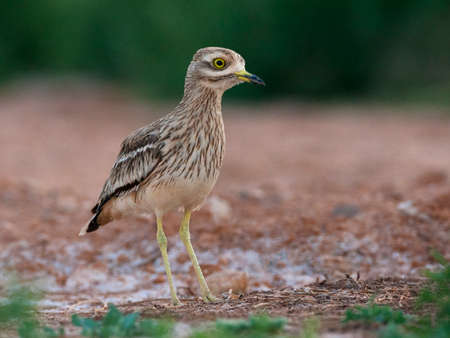 Juvenile Eurasian Stone-Curlew (Burhinus oedicnemus) at drinking pool in steppes near Belchite,...