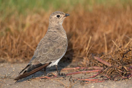 First-winter Collared Pratincole (Glareola pratincola) perched on the ground during autumn in the...