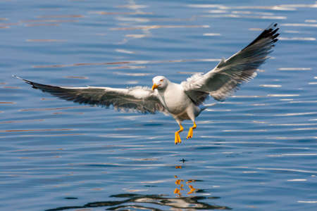 Adult Yellow-legged Gull (Larus michahellis michahellis) catching small fish in the harbor of...