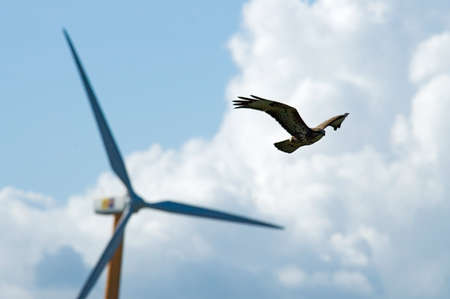 Common Buzzard flying in front of windmill, Buzzard flying in front of windmillの写真素材