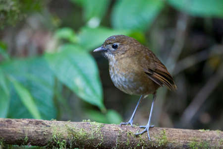 Brown-banded Antpitta, Grallaria milleri, in tropical rain forest in Colombia.の写真素材
