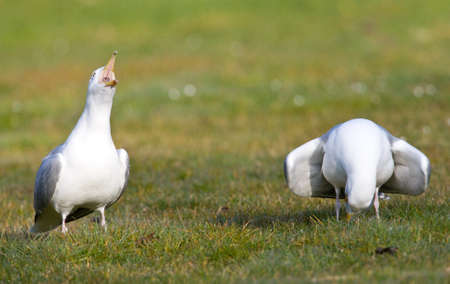 Balding Herring Gulls; Herring Gulls in displayの写真素材