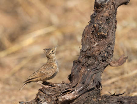 Immature Thekla lark (Galerida theklae) in Spannish steppesの写真素材