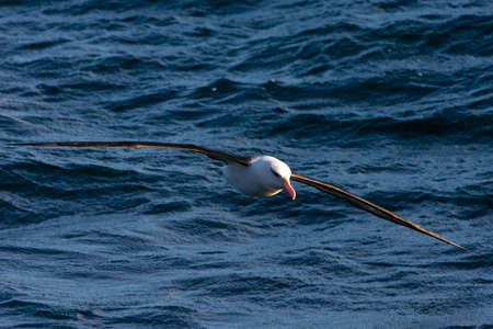 Adult Black-browed Albatross, Thalassarche melanophrys, flying in the Beagle Channel in Argentina.