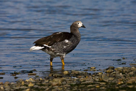 Female Kelp Goose, Chloephaga hybrida, in Ushuaia harbor, Argentina.の写真素材