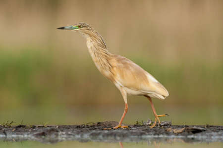 Squacco Heron adult walking at watersideの写真素材