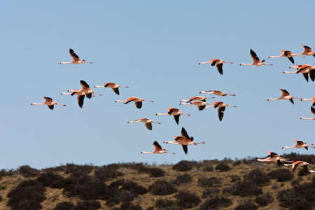 Chilean Flamingo, Phoenicopterus chilensis, in Patagonia, Argentina.の写真素材