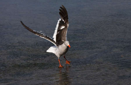 Dolphin Gull, Leucophaeus scoresbii, in Ushuaia harbor, Argentina.の写真素材
