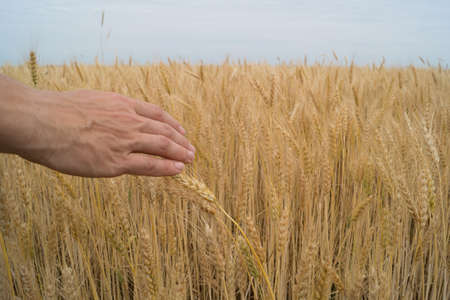 Man's hand touches weat growing on the fieldの写真素材