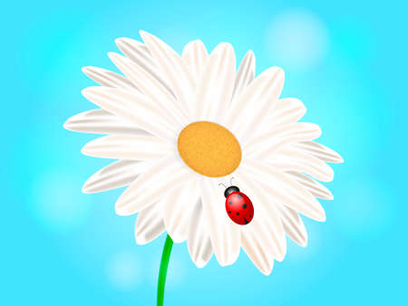 Chamomile with ladybug. Vector illustrationのイラスト素材