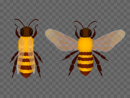 Two bees on transparent background. Vector illustration.のイラスト素材