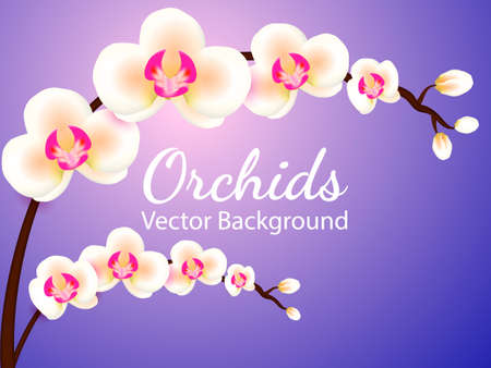 Two Branches with white orchid flowers on a blue background. Vector illustrationのイラスト素材
