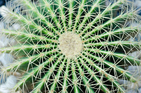 Closeup of a large cactus plantの写真素材