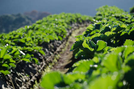 Strawberry field