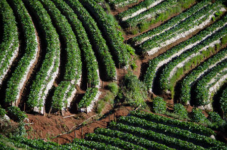 Strawberry field