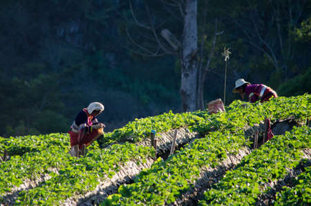 Strawberry fieldの写真素材