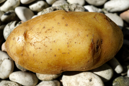 Potato on a stone backgroundの写真素材
