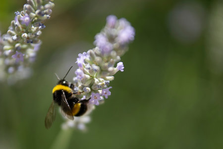 Bumblebee on a lavender flower