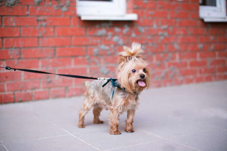 Yorkshire Terrier standing near brick wall. Selective focusの写真素材