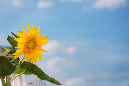 Little yellow sunflower and blue sky backgroundの写真素材