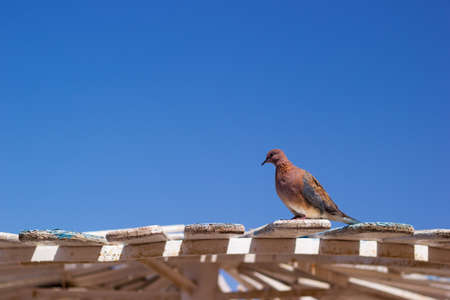 Wild brown pigeon sitting on a wooden visor in Egyptの写真素材