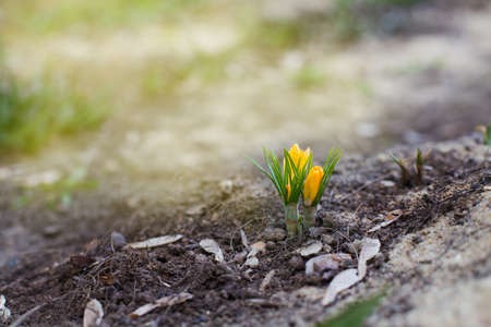 Yellow crocuses with sun flare in the springの写真素材