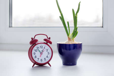 Sprouting onion in a glass and clock on the windowsillの写真素材