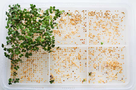 Germinated sprouts and seeds in a trayの写真素材