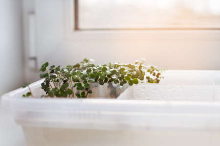 Germinated sprouts in a tray on windowsillの写真素材