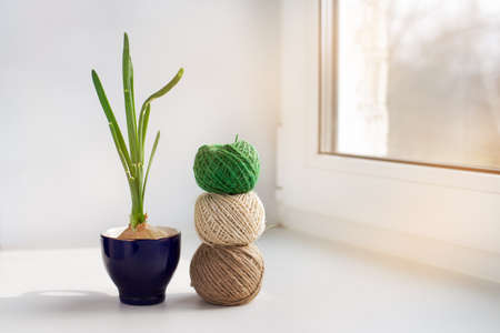 Sprouting onion in a glass and three skeins of thread on the windowsillの写真素材