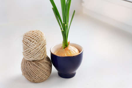 Sprouting onion in a glass and two skeins of thread on the windowsillの写真素材