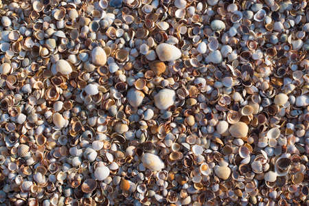Shell rock backgroung with little shells