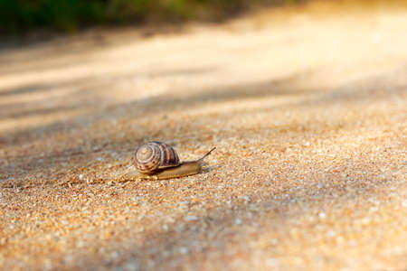 Snail crawling forward on top of shallow shellsの写真素材