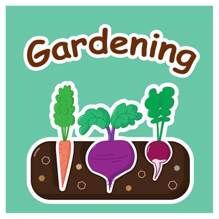 Garden bed with carrot beet and radishのイラスト素材