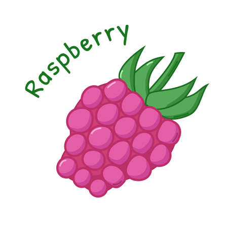 Isolated icon of raw raspberry with nameのイラスト素材