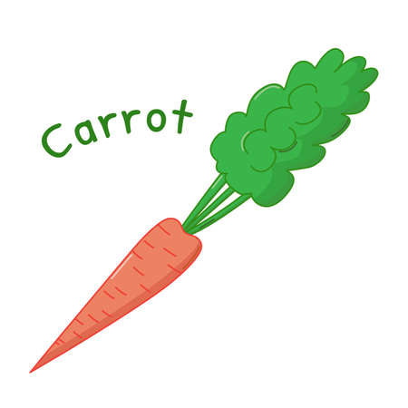 Isolated icon of raw carrot with nameのイラスト素材
