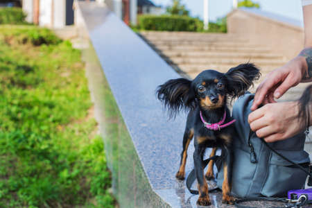 Black russian terrier standing near a gray backpack on a stone parapet and looking at the cameraの写真素材