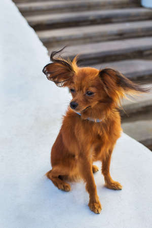 Red russian terrier with blue  leash sitting on a white stone parapet and looking away. View from the topの写真素材
